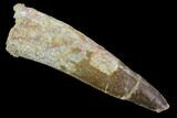 Real Spinosaurus Tooth - Monster Dino Tooth #124979-1